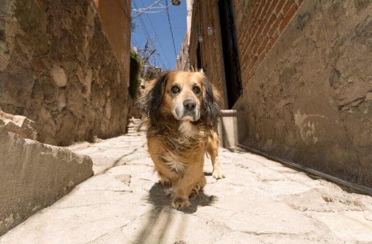 usda dog travel to mexico