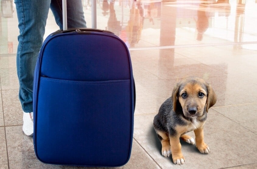 mexico travel dog