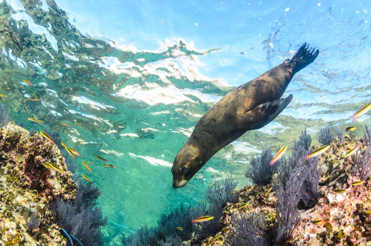 Californian sea lion swimming and playing in the reefs of los islotes in Espiritu Santo island at La paz,. Baja California Sur,Mexico