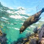 Californian sea lion swimming and playing in the reefs of los islotes in Espiritu Santo island at La paz,. Baja California Sur,Mexico