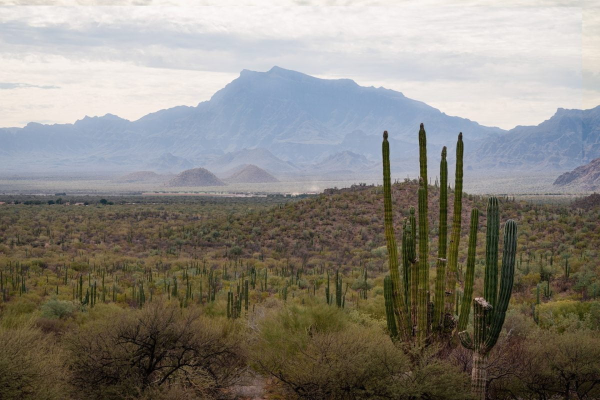 Cardon Cactus in San Felipe Mexico