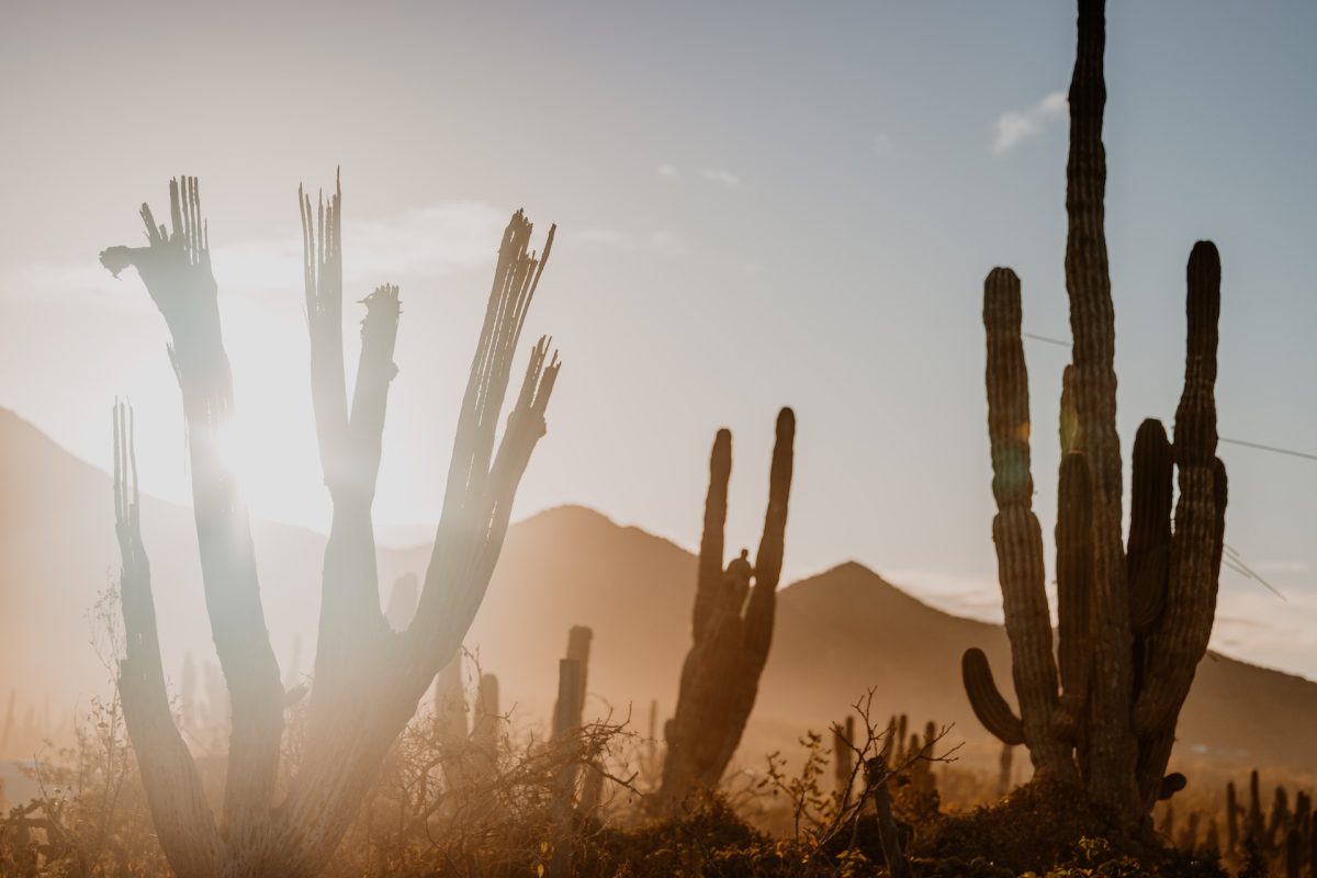 a shot of baja california sur, mexico, sunrise and Bosque cactus in Mexico