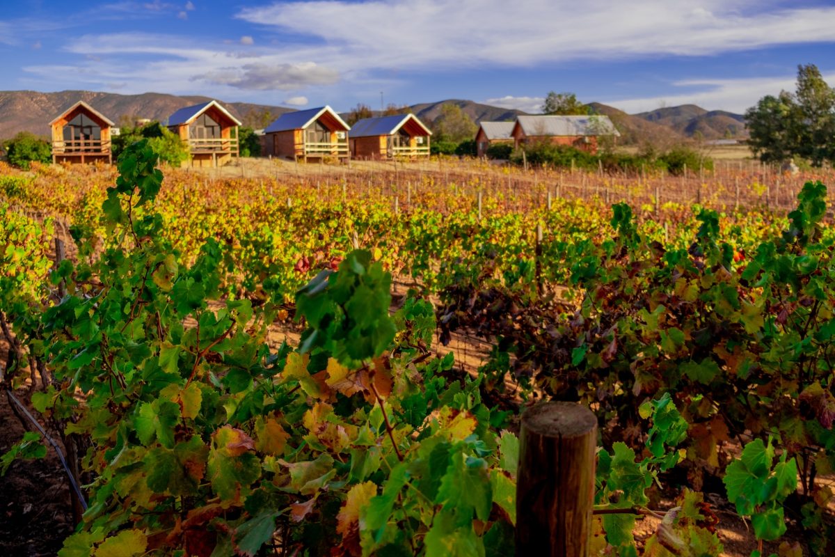 a vineyard in the background of ensenada hotel