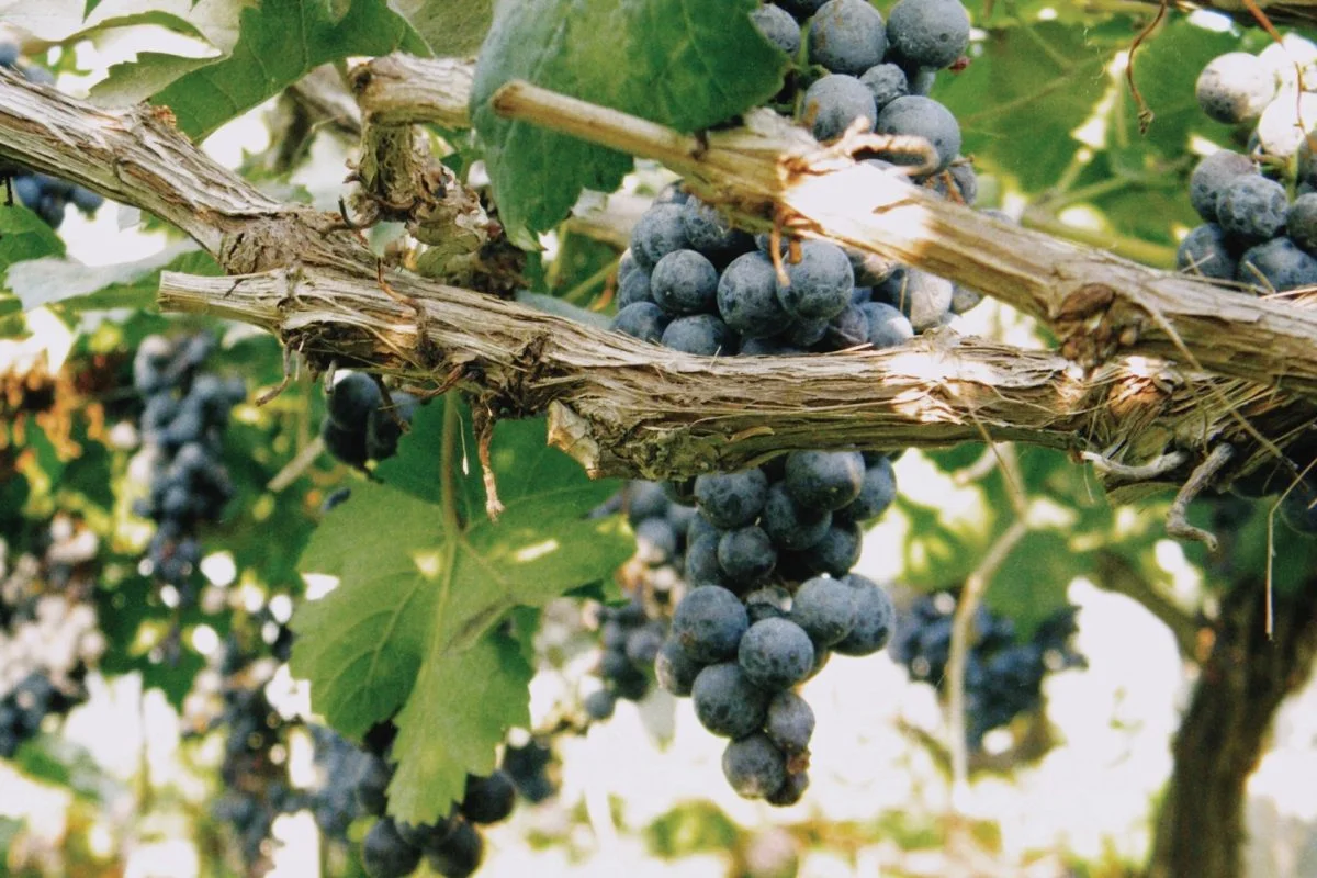 blue grapes in the vineyard in ensenada