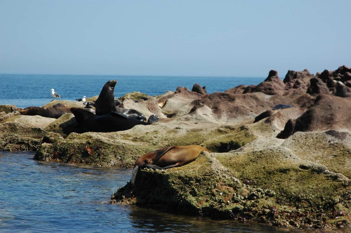 island rocks that look like sea lions, Los Islotes, Rosarito, Mexico